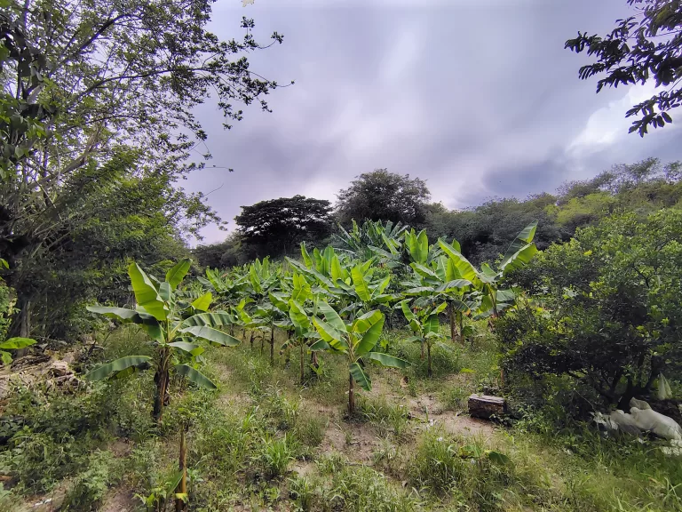 SE VENDE FINCA LA VICTORIA VALLE DEL CAUCA