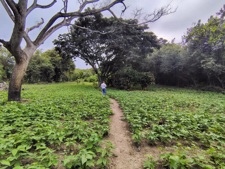 SE VENDE FINCA LA VICTORIA VALLE DEL CAUCA